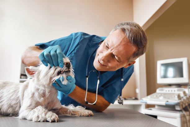 Best Chipped Tooth Repair Near Me  in China Spring, TX